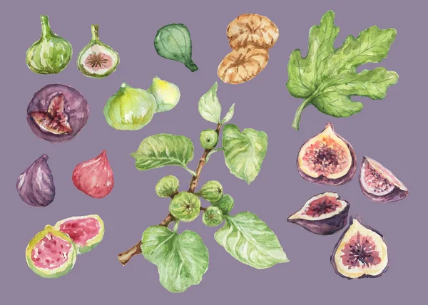 Frutas Higo Ilustración Acuarela Dibujada Mano Naturaleza Producto Natural Patrón —  Fotos de Stock