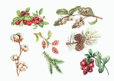 Yaban mersini. Elle çizilmiş suluboya deseni. Parlak, güzel bir iz, tekstil, arka plan. Orman. Pamuk, karmersini, ladin, çam, dal ve koni. Kusursuz çizim, retro, vintage. Yiyecek, sağlıklı yiyecekler, vejetaryenlik.