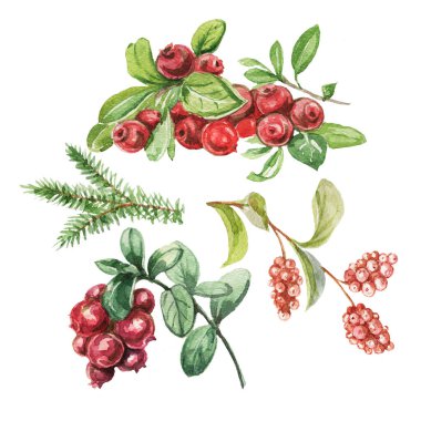 Yaban mersini. Elle çizilmiş suluboya deseni. Parlak, güzel bir iz, tekstil, arka plan. Orman. Pamuk, karmersini, ladin, çam, dal ve koni. Kusursuz çizim, retro, vintage. Yiyecek, sağlıklı yiyecekler, vejetaryenlik.