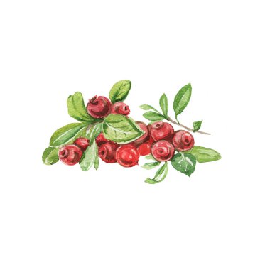 Yaban mersini. Elle çizilmiş suluboya deseni. Parlak, güzel bir iz, tekstil, arka plan. Orman. Pamuk, karmersini, ladin, çam, dal ve koni. Kusursuz çizim, retro, vintage. Yiyecek, sağlıklı yiyecekler, vejetaryenlik.