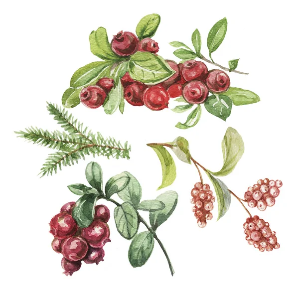 Yaban mersini. Elle çizilmiş suluboya deseni. Parlak, güzel bir iz, tekstil, arka plan. Orman. Pamuk, karmersini, ladin, çam, dal ve koni. Kusursuz çizim, retro, vintage. Yiyecek, sağlıklı yiyecekler, vejetaryenlik.