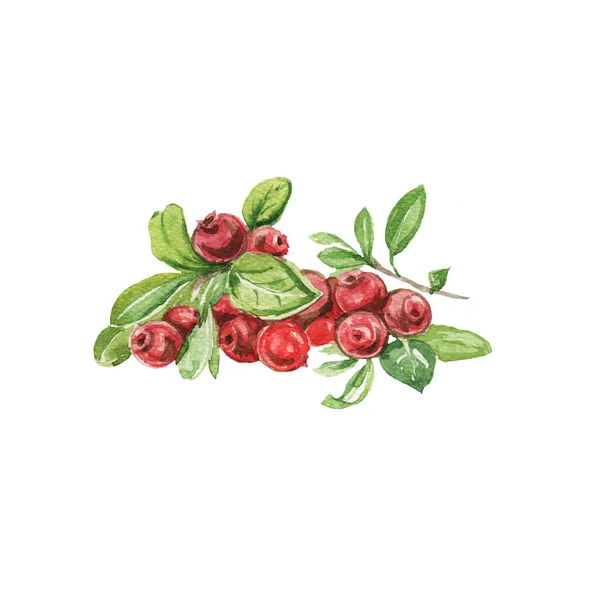 베리베리야 손으로 아름다운 설익은 가문비나무 소나무 원추체 바다없는 스케치 빈티지 — 스톡 사진