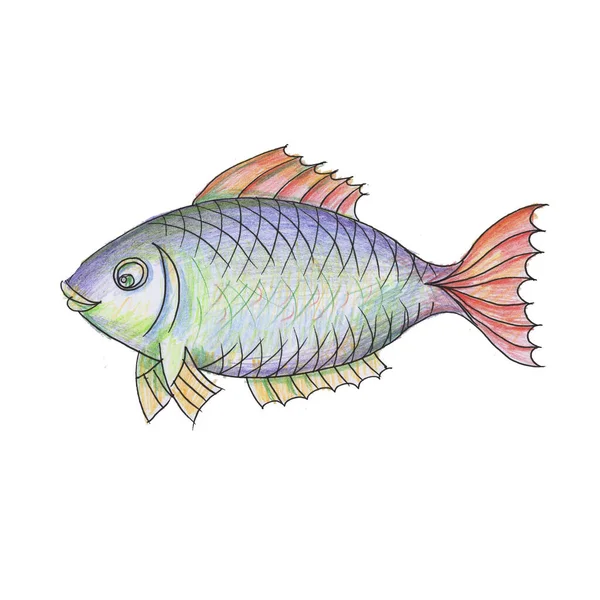 Balık suluboya resmi elle çizilmiş. Balık, su altı dünyası, göl, deniz, nehir, balıkçılık, balıkçılık. Beyaz arkaplanda ayrı bir element var. Tatlım, bebeğim.