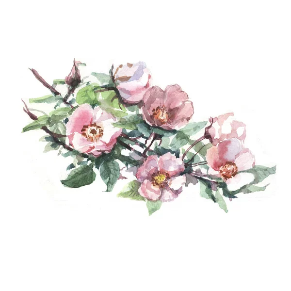 Hagebutten Aquarell Handgezeichnete Illustration Früchte Beeren Blüten Und Blätter Der — Stockfoto