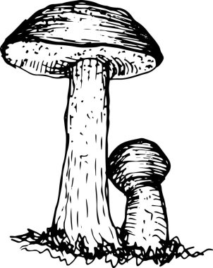 Mantar mantarı menüsü. Grafik resimli el çizimi. Kusursuz desen. Oyma, karalama, eskiz, retro, klasik. Arka planda ayrı elementler var. Yenilebilir mantar, boletus, chanterelles, russula, bal mantarı..