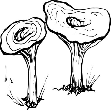 Mantar mantarı menüsü. Grafik resimli el çizimi. Kusursuz desen. Oyma, karalama, eskiz, retro, klasik. Arka planda ayrı elementler var. Yenilebilir mantar, boletus, chanterelles, russula, bal mantarı..