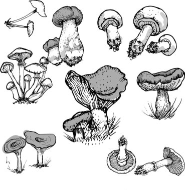 Mantar mantarı menüsü. Grafik resimli el çizimi. Kusursuz desen. Oyma, karalama, eskiz, retro, klasik. Arka planda ayrı elementler var. Yenilebilir mantar, boletus, chanterelles, russula, bal mantarı..