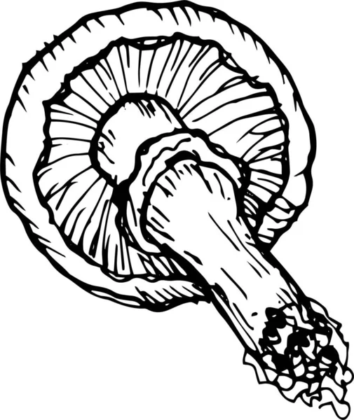 蘑菇蘑菇菜单 图形插图手绘 无缝图案 背景上的不同要素 食用菌 蜂蜜蘑菇 — 图库矢量图片