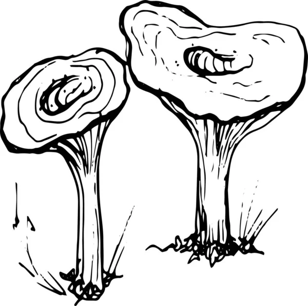 Mantar mantarı menüsü. Grafik resimli el çizimi. Kusursuz desen. Oyma, karalama, eskiz, retro, klasik. Arka planda ayrı elementler var. Yenilebilir mantar, boletus, chanterelles, russula, bal mantarı..