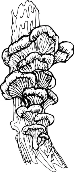 Гриби Грибне Меню Графічна Ілюстрація Намальована Вручну Безшовні Візерунки Гравюра — стоковий вектор