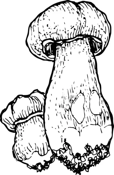 Грибы Меню Грибов Графическая Иллюстрация Нарисована Вручную Бесшовный Шаблон Гравировка — стоковый вектор