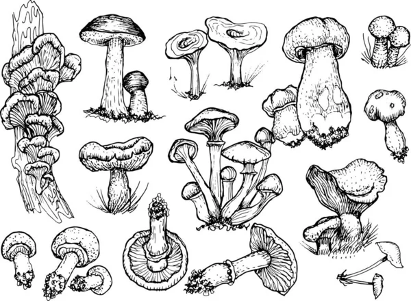 Mantar mantarı menüsü. Grafik resimli el çizimi. Kusursuz desen. Oyma, karalama, eskiz, retro, klasik. Arka planda ayrı elementler var. Yenilebilir mantar, boletus, chanterelles, russula, bal mantarı..