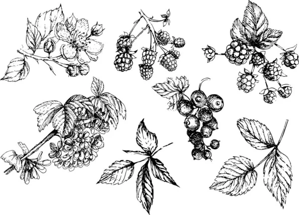 Set Graphic Flowers Berries Drawn Illustration Separately White Background Blackberries — Stock Vector