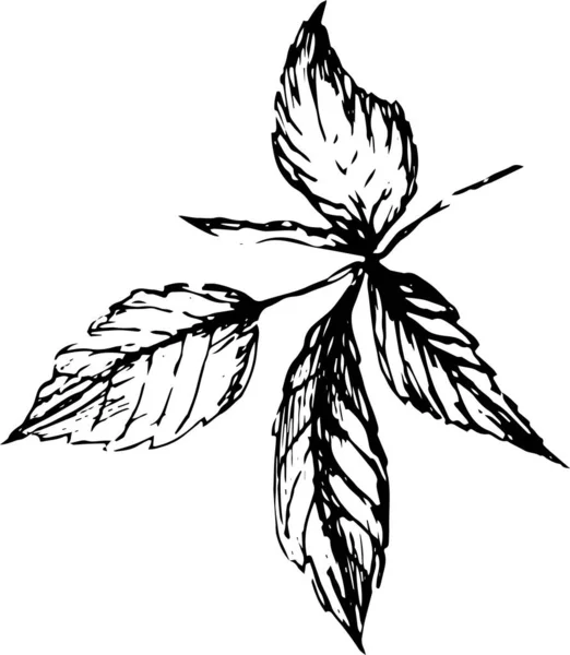 Obraz Květinami Bobulemi Nakresleno Samostatně Bílém Pozadí Ostružiny Rybíz Listy — Stockový vektor