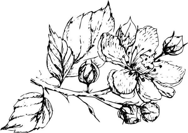 Sätt Grafik Med Blommor Och Bär Teckning Illustration Separat Vit — Stock vektor