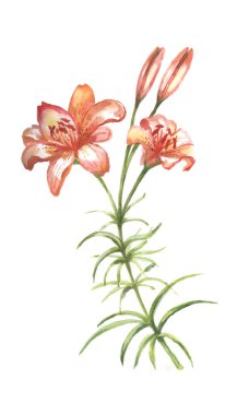 Lily çiçekleri turuncudur. El çizimi suluboya çizimi. Çiçek açan doğa tebrik kartı. Kusursuz desen