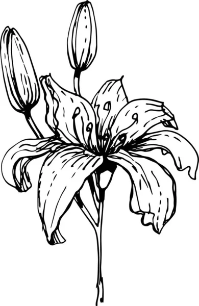 Квіти Лілії Графічна Намальована Вручну Ілюстрація Вектор Окремі Елементи Білому — стоковий вектор