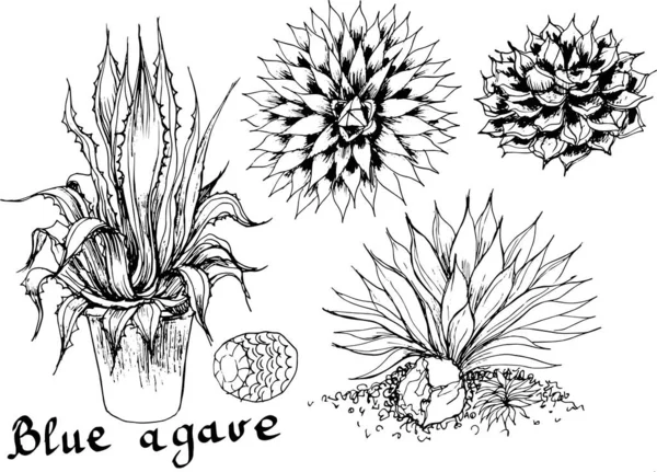 Planta Agave Azul Para Vector Gráfico Ilustración Cactus Tiilla Grabado — Archivo Imágenes Vectoriales