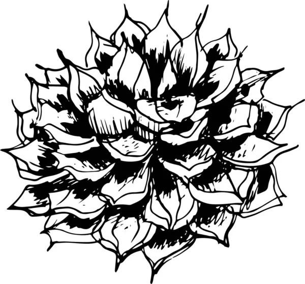 Modrá Agave Rostlina Pro Tyilla Kaktusový Grafický Ilustrační Vektor Gravírování — Stockový vektor
