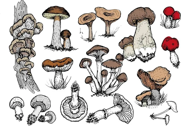 Mantar mantarı menüsü. Grafik resimli el çizimi. Oyma, karalama, eskiz, retro, klasik. Arka planda ayrı elementler var. Yenilebilir mantar, boletus, chanterelles, russula, bal mantarı..