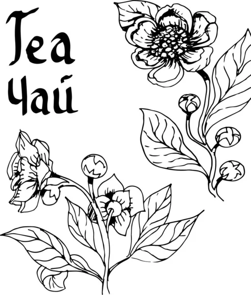 Tee Teezeremonie Frühstück Graphische Handgezeichnete Illustration Vektor Skizze Doodle Teekanne — Stockvektor