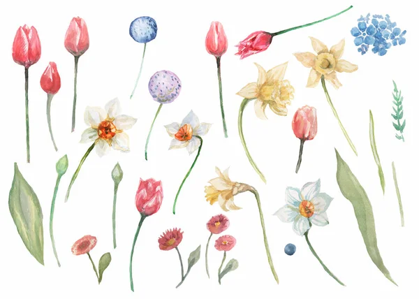 laleler nergisler bahar çiçekleri açar. suluboya çizim el çizimi tekstil kartpostal çizimi karalama arkaplan tebrik kartı pürüzsüz desen