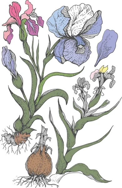 Květy Kvetou Jaře Grafický Ilustrační Ručně Kreslený Vektor Tisk Textilní — Stockový vektor