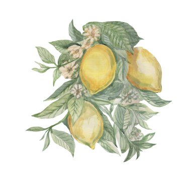 Yaprakları ve çiçekleri olan limonlu meyve dalı majolica provence. Suluboya resimli el çizimi babasız desen. Eskiz baskısı tekstil antika. Egzotik