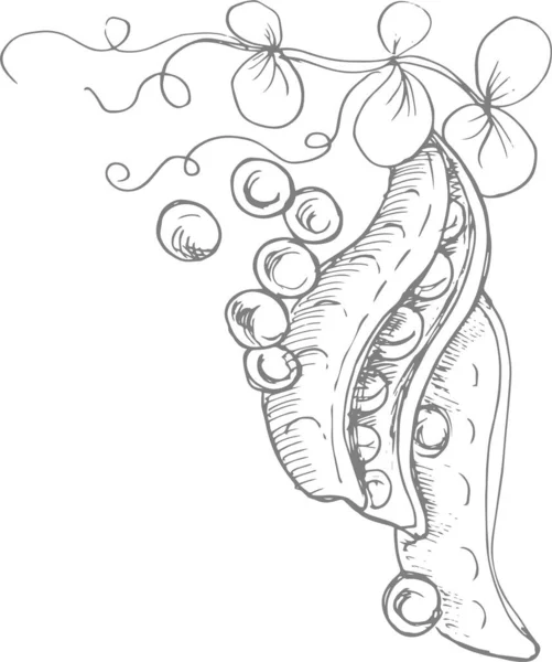 Bezelye meyvesi çiçek dalları bırakır. Grafik çizimi elle çizilmiş, vektör. Yemek menüsü. Sebze bahçesi doğal ürünleri hasat ediyor.