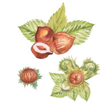 Fındık. El çizimi suluboya çizimi. Sağlıklı yiyecekler doğal ürünler vitaminler. Çizim yazdırma tekstil patern kümesi