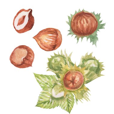 Fındık. El çizimi suluboya çizimi. Sağlıklı yiyecekler doğal ürünler vitaminler. Çizim yazdırma tekstil patern kümesi