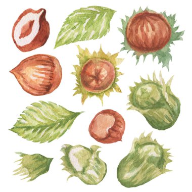 Fındık. El çizimi suluboya çizimi. Sağlıklı yiyecekler doğal ürünler vitaminler. Çizim yazdırma tekstil patern kümesi