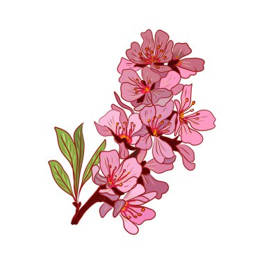 Badem çiçekleri elle çizilmiş renkler. Arkaplan çizimi pembe renk. Çiçekli çiçek açan bitki örtüsünü tebrik ederim.
