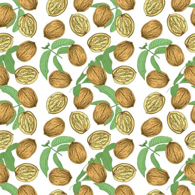 Cevizler elle çizilmiş. Doğal ürün vejetaryenliği. Eskiz baskısı tekstil mahsulü bitkiler. Babasız hasat.