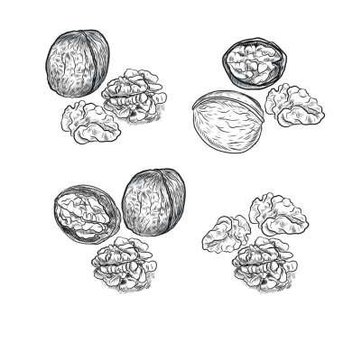Cevizler elle çizilmiş. Doğal ürün vejetaryenliği. Eskiz baskısı tekstil mahsulleri hasat patern 