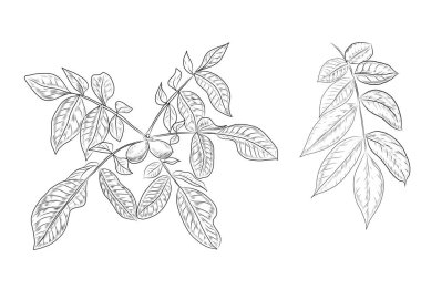 Cevizler elle çizilmiş. Doğal ürün vejetaryenliği. Eskiz baskısı tekstil mahsulleri hasat patern 