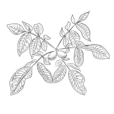 Cevizler elle çizilmiş. Doğal ürün vejetaryenliği. Eskiz baskısı tekstil mahsulleri hasat patern 