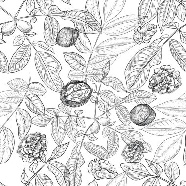 Cevizler elle çizilmiş. Doğal ürün vejetaryenliği. Eskiz baskısı tekstil mahsulü bitkiler. Babasız hasat.