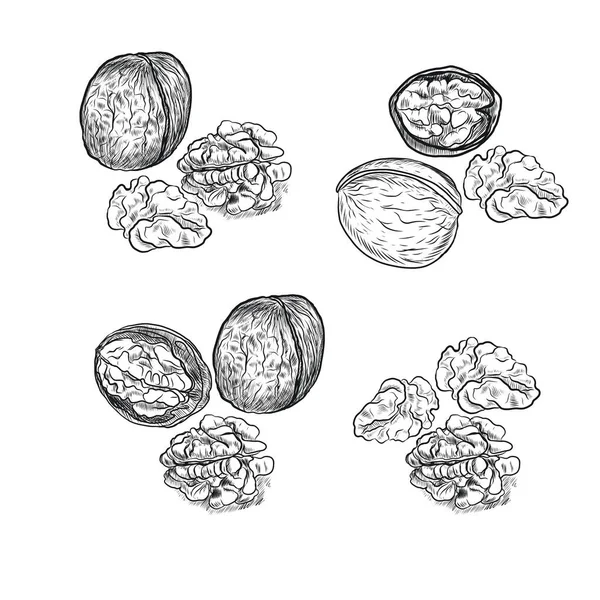 Cevizler elle çizilmiş. Doğal ürün vejetaryenliği. Eskiz baskısı tekstil mahsulleri hasat patern 