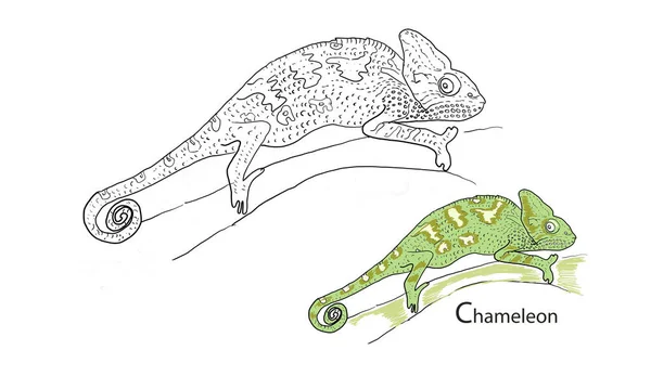 Chameleon แปลกใหม อวาดเขาวงกตเกมส าหร บเด กษรและหน กษร — ภาพถ่ายสต็อก