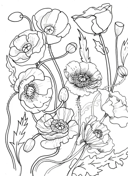 Poppies flowers coloring book for kids and adults graphic illustration hand drawn print nature plants flowering buds leaves stems spring nature