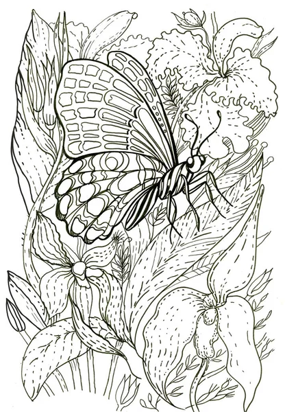 Sommerfuglblomster Bladfargebok Barn Voksne Trykker Grafisk Illustrasjon Håndtegnet Monokrom Skisse – stockfoto