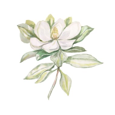 Magnolia flower flowers bright exotic watercolor hand drawn print patern seamless set nature flowering branches and leaves flora botany