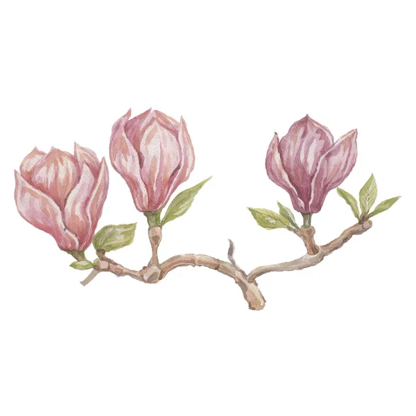 Magnolia Fiore Fiori Luminoso Esotico Acquerello Disegnato Mano Stampa Paterna — Foto Stock