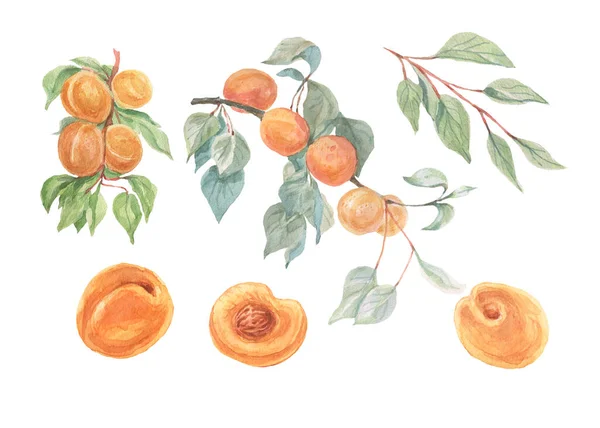 Albaricoques Fruta Acuarela Ilustración Dibujado Mano Patrón Sin Costura Imprimir — Foto de Stock