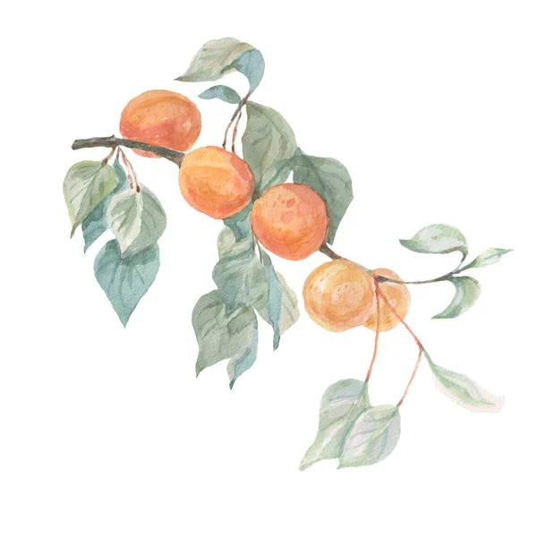 Frucht Aprikosen Aquarell Illustration Von Hand Gezeichnet Nahtlose Muster Drucken — Stockfoto