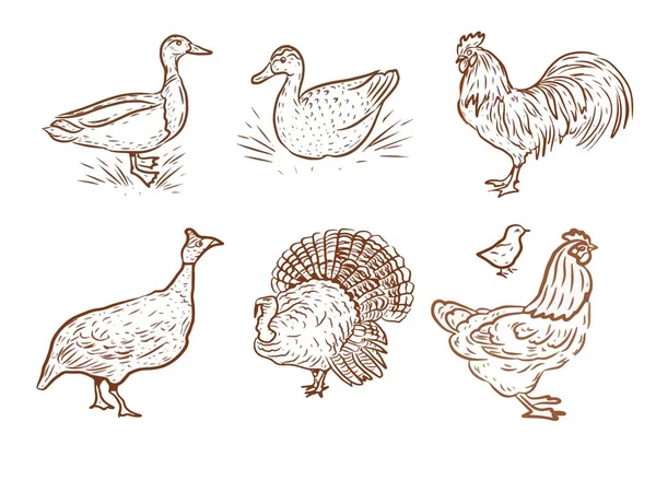 Птицы Домашней Фермы Цыплят Утки Петухи Индюшки Векторные Графические Иллюстрации — стоковый вектор