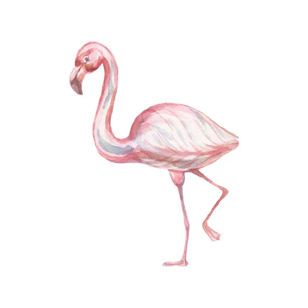 Animals Cartoon Flamingo Birds Cute Muzzles Scandinavian Style Hand Drawn — Stock Photo, Image