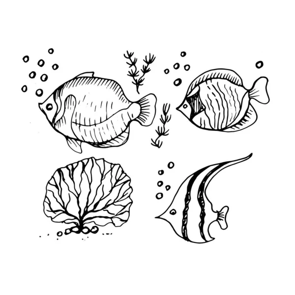 Pescado Mariscos Gráficos Vector Garabato Boceto Imprimir Ilustración Textil Animales — Archivo Imágenes Vectoriales