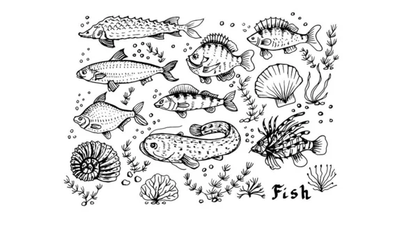 Sketsa Corat Coret Grafik Makanan Laut Ikan Cetak Gambar Tangan - Stok Vektor